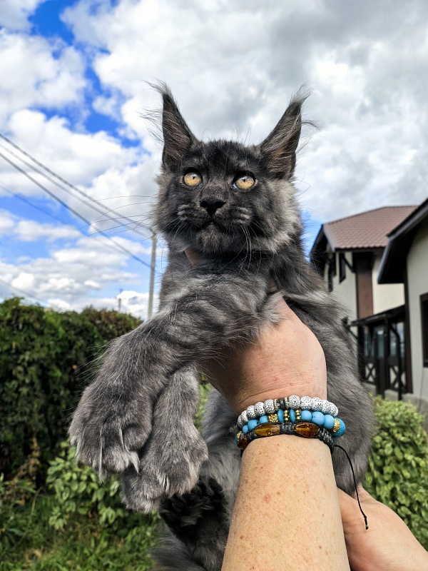 Light Fluff Akbars (polydactul) Pet - Kitten maine-coon 2 months 2 weeks