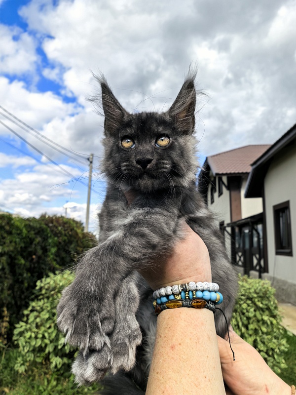 Light Fluff Akbars (polydactul) Pet - Kitten maine-coon 2 months 2 weeks