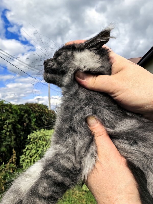 Light Fluff Akbars (polydactul) Pet - Kitten maine-coon 2 months 2 weeks