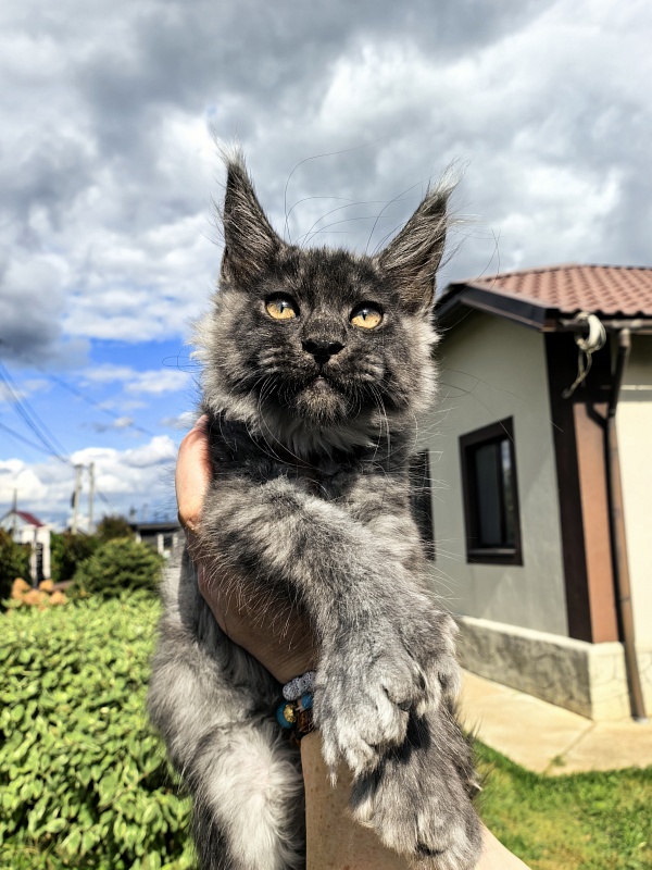 Light Fluff Akbars (polydactul) Pet - Kitten maine-coon 2 months 2 weeks