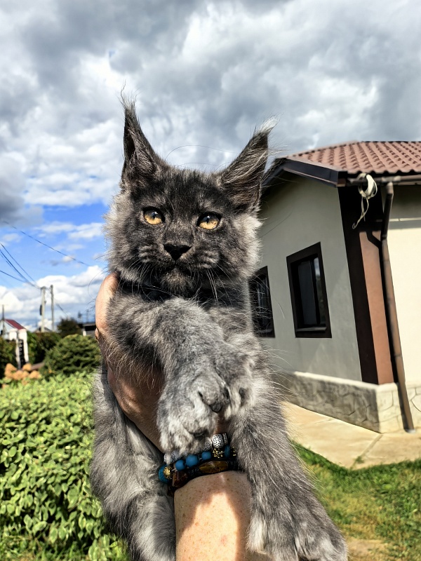 Light Fluff Akbars (polydactul) Pet - Kitten maine-coon 2 months 2 weeks