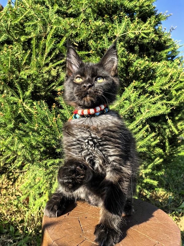 Le Mew  Akbars - Kitten maine-coon 2 months 4 weeks