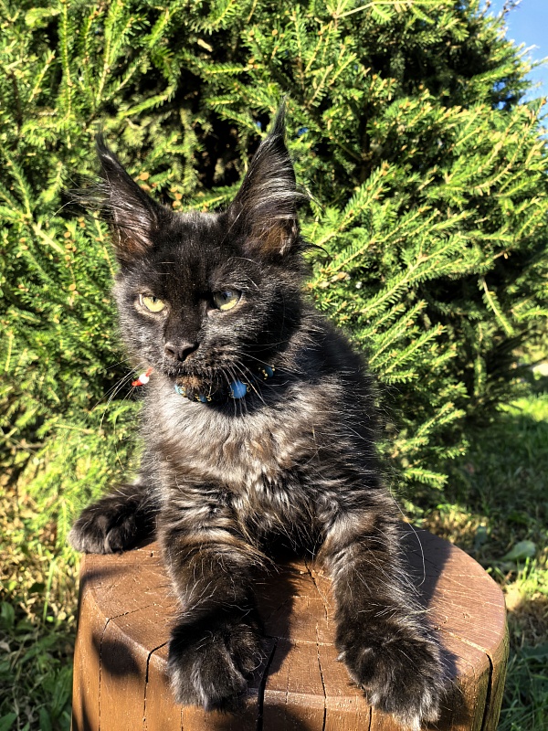 Le Mew  Akbars - Kitten maine-coon 2 months 4 weeks