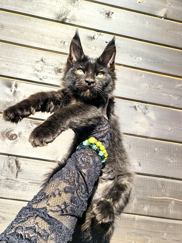 Limpopo Akbars - Kitten maine-coon 2 months 4 weeks