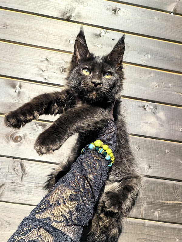 Limpopo Akbars - Kitten maine-coon 2 months 4 weeks