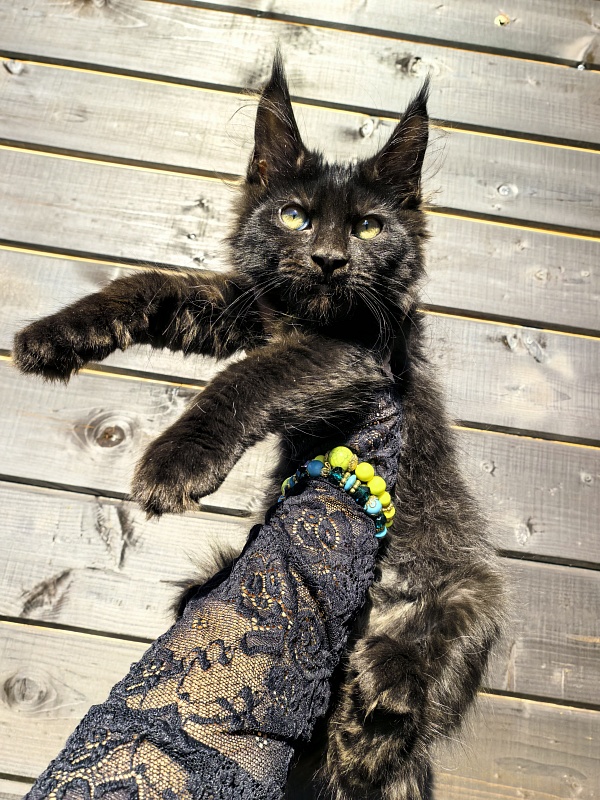 Limpopo Akbars - Kitten maine-coon 2 months 4 weeks