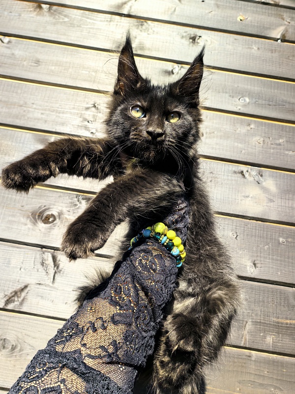 Limpopo Akbars - Kitten maine-coon 2 months 4 weeks