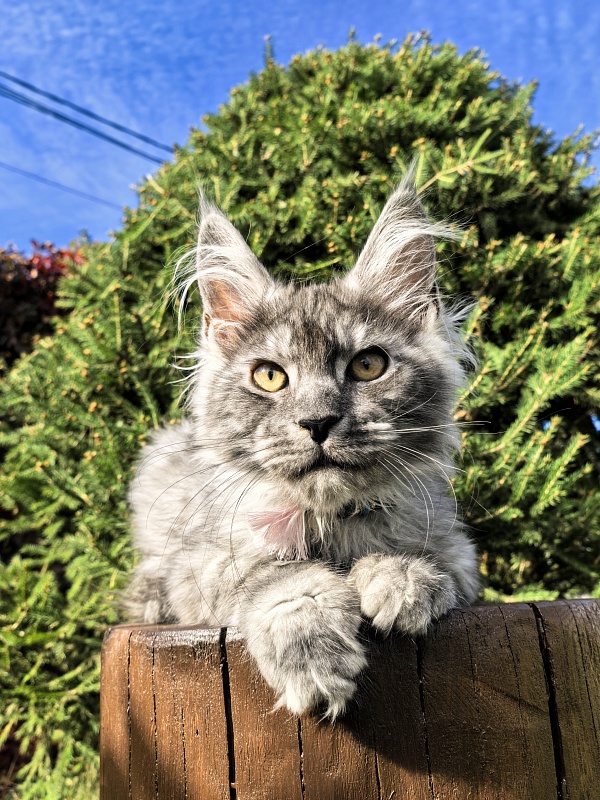 Lavander Flower Akbars - Kitten maine-coon 2 months 4 weeks