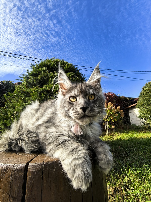 Lavander Flower Akbars - Kitten maine-coon 2 months 4 weeks
