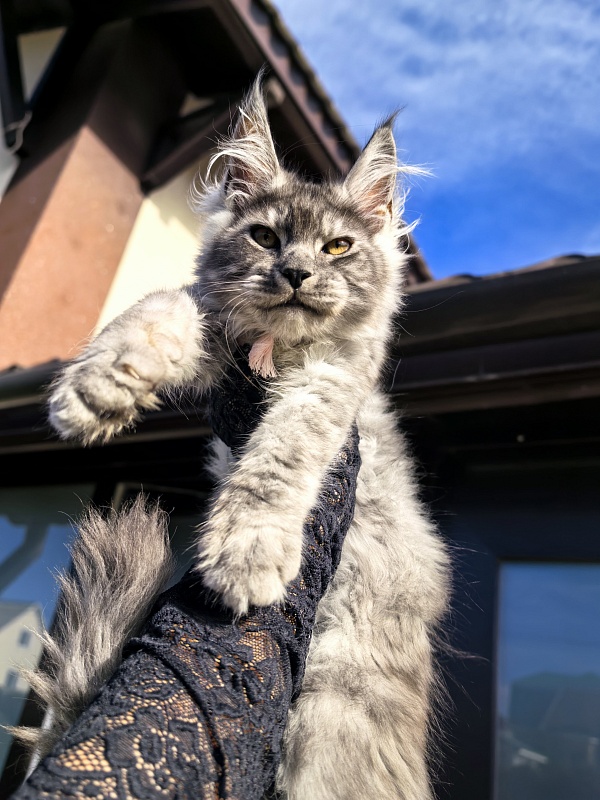 Lavander Flower Akbars - Kitten maine-coon 2 months 4 weeks