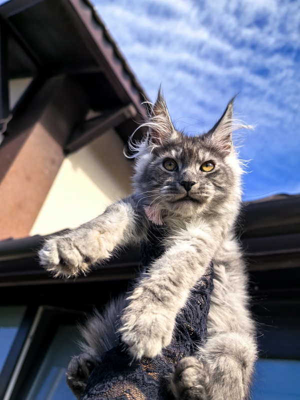 Lavander Flower Akbars - Kitten maine-coon 2 months 4 weeks