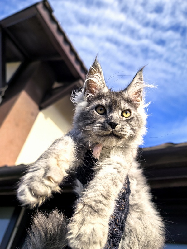 Lavander Flower Akbars - Kitten maine-coon 2 months 4 weeks