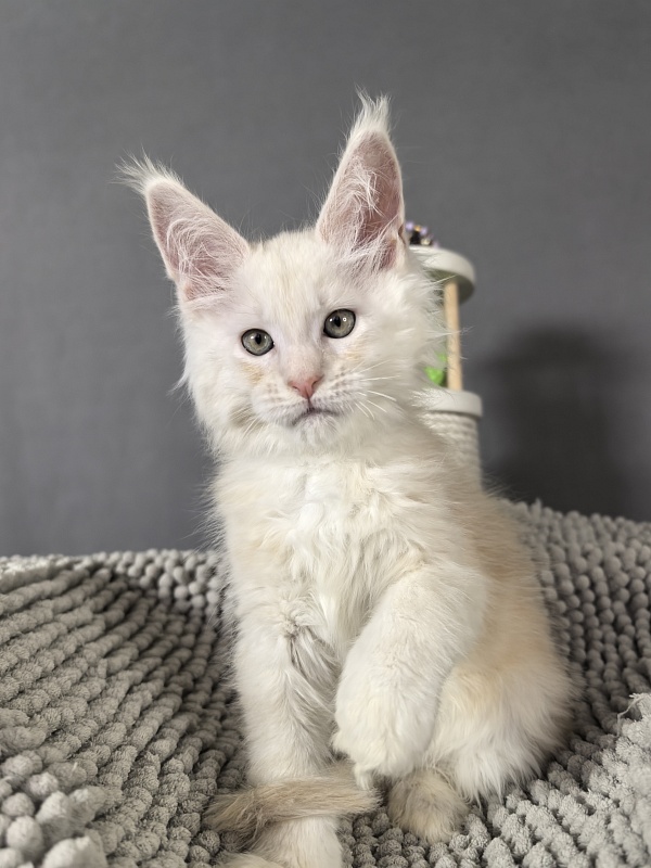 Mazda Akbars - Kitten maine-coon 2 months 0.5 weeks