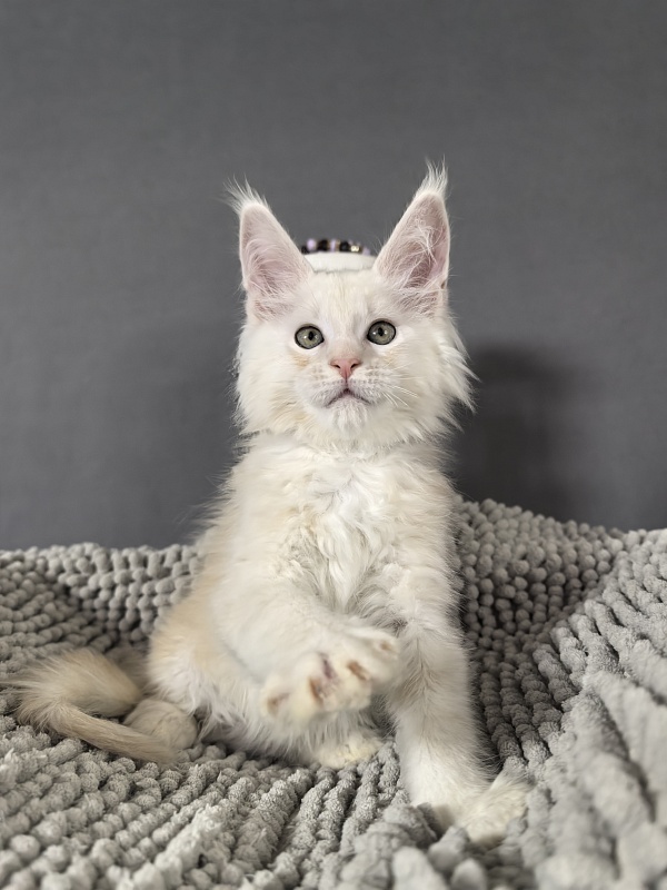 Mazda Akbars - Kitten maine-coon 2 months 0.5 weeks
