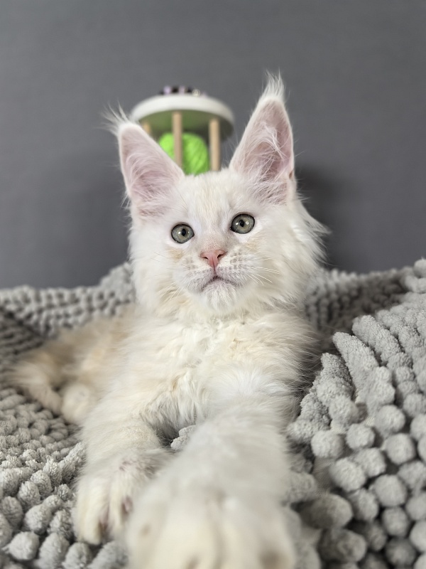 Mazda Akbars - Kitten maine-coon 2 months 0.5 weeks