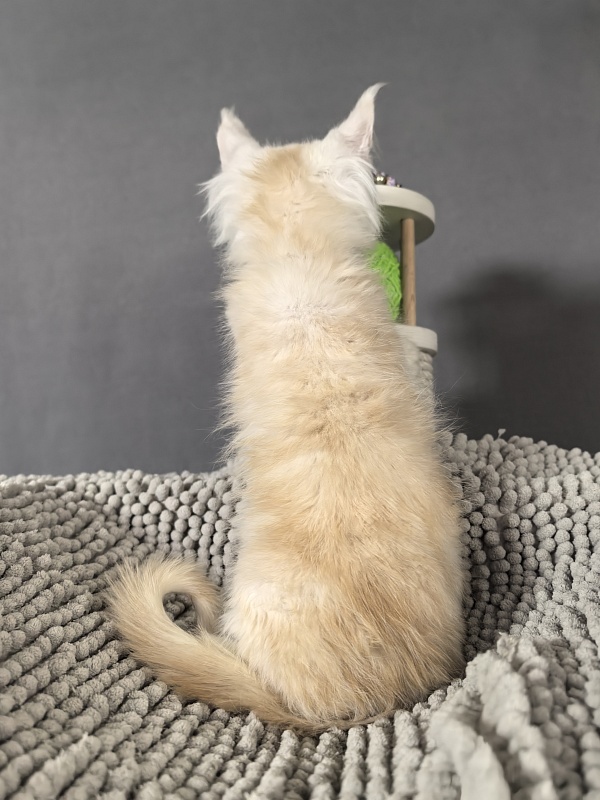 Mazda Akbars - Kitten maine-coon 2 months 0.5 weeks