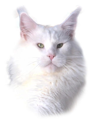 Cazanova Waldhuter - мейн-кун