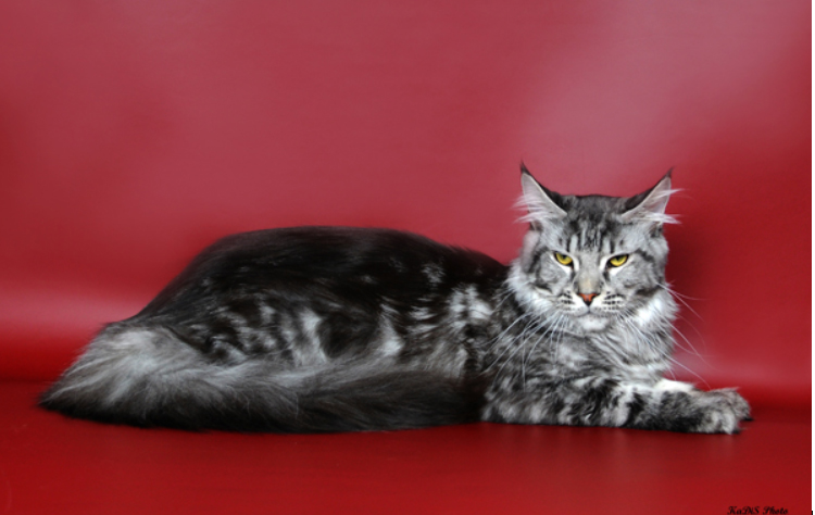 Avtoritet Best Country Gulliver's - maine-coon