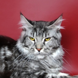 Avtoritet Best Country Gulliver's