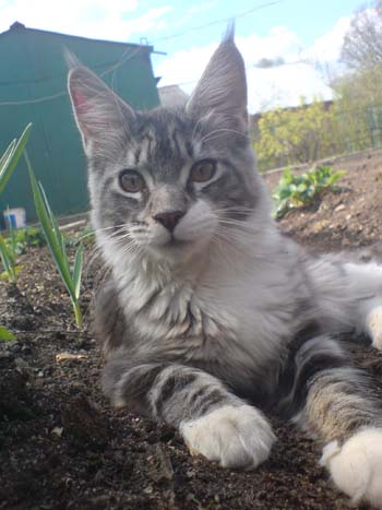 Catsvill County's Emiliya - maine-coon 04/27/2008