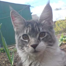 Catsvill County's Emiliya