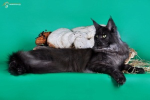 Royal Diamond Karina - maine-coon 09/28/2012