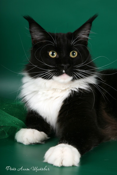 Arbat Krasnyi Dar - maine-coon