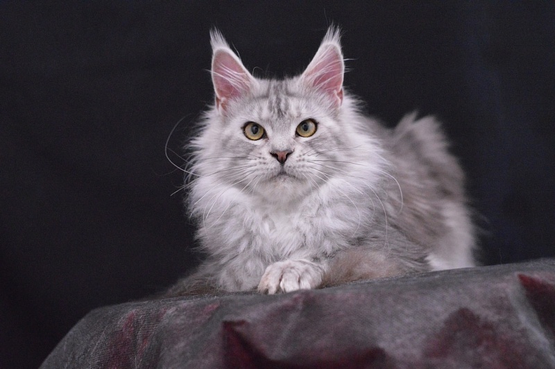 Queen Elizabeth Akbars - Adult maine-coon 2 years 2.5 weeks