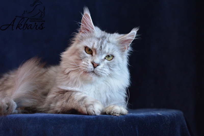 Queen Elizabeth Akbars - Adult maine-coon 2.5 years 1 week
