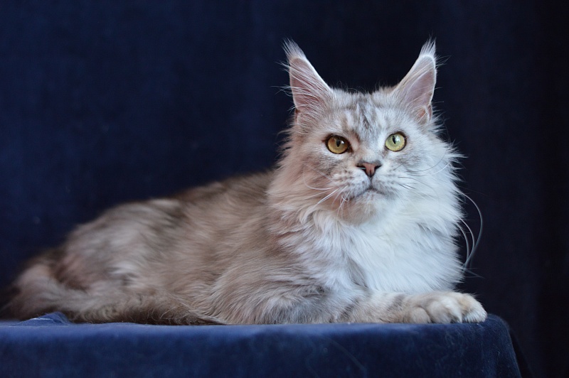 Queen Elizabeth Akbars - Adult maine-coon 2.5 years 1 week