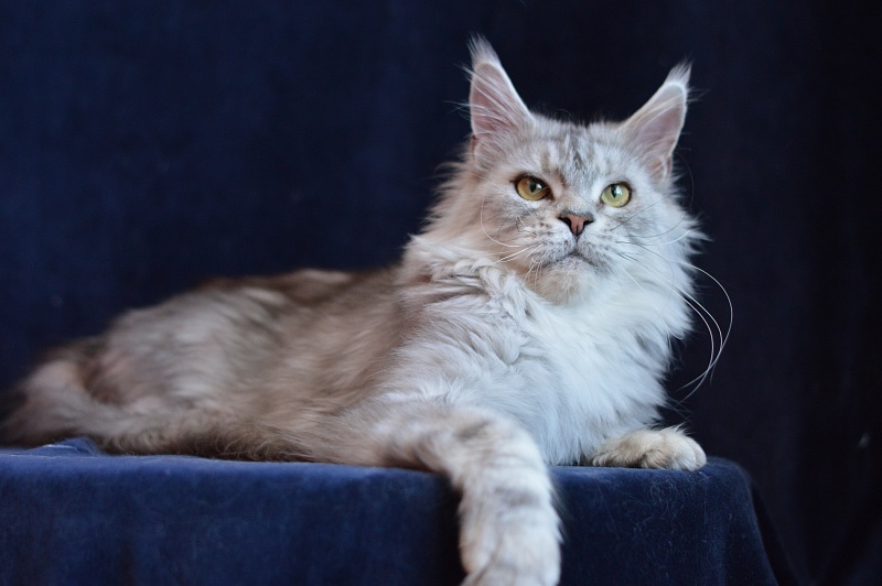Queen Elizabeth Akbars - Adult maine-coon 2.5 years 1 week