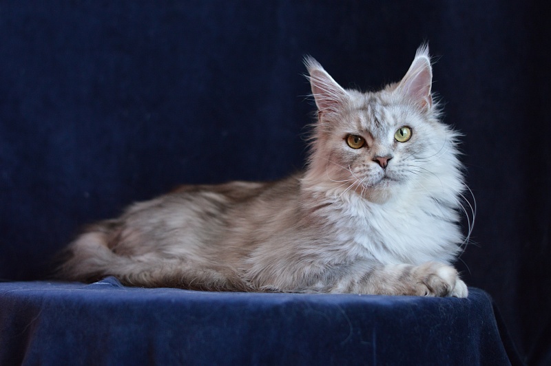 Queen Elizabeth Akbars - Adult maine-coon 2.5 years 1 week