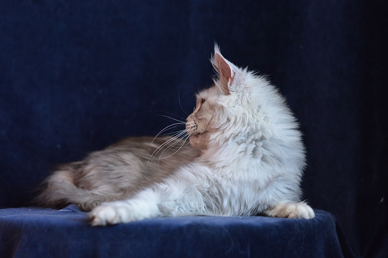 Queen Elizabeth Akbars - Adult maine-coon 2.5 years 1 week