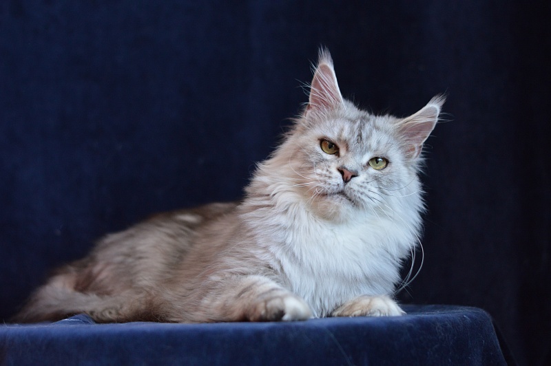 Queen Elizabeth Akbars - Adult maine-coon 2.5 years 1 week