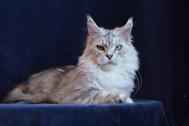Queen Elizabeth Akbars - Adult maine-coon 2.5 years 1 week