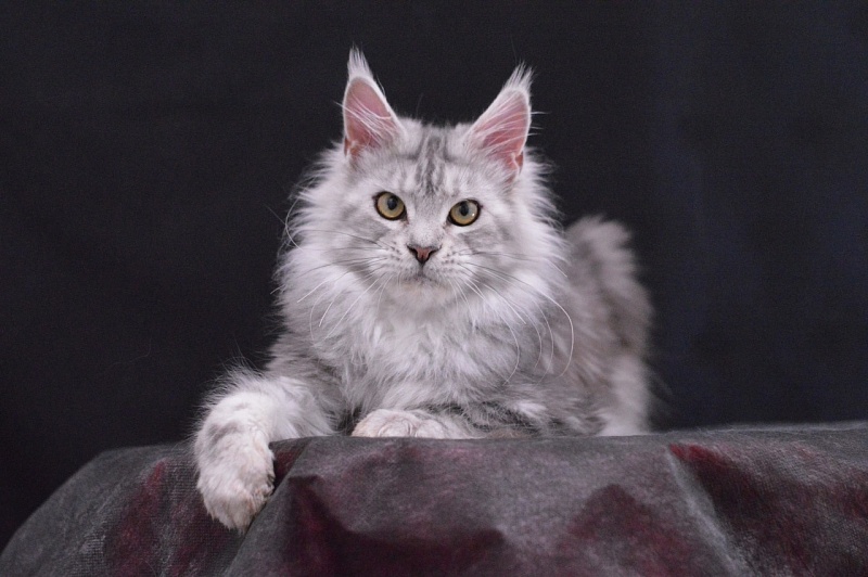 Queen Elizabeth Akbars - Adult maine-coon 2 years 2.5 weeks