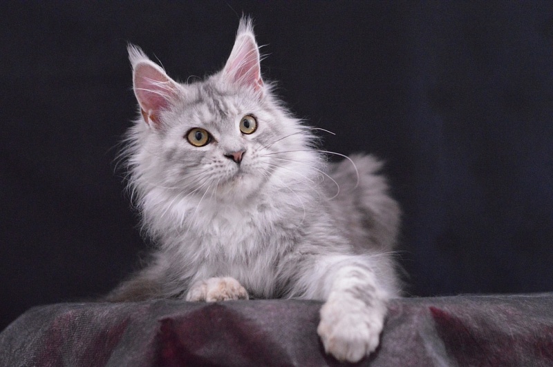 Queen Elizabeth Akbars - Adult maine-coon 2 years 2.5 weeks