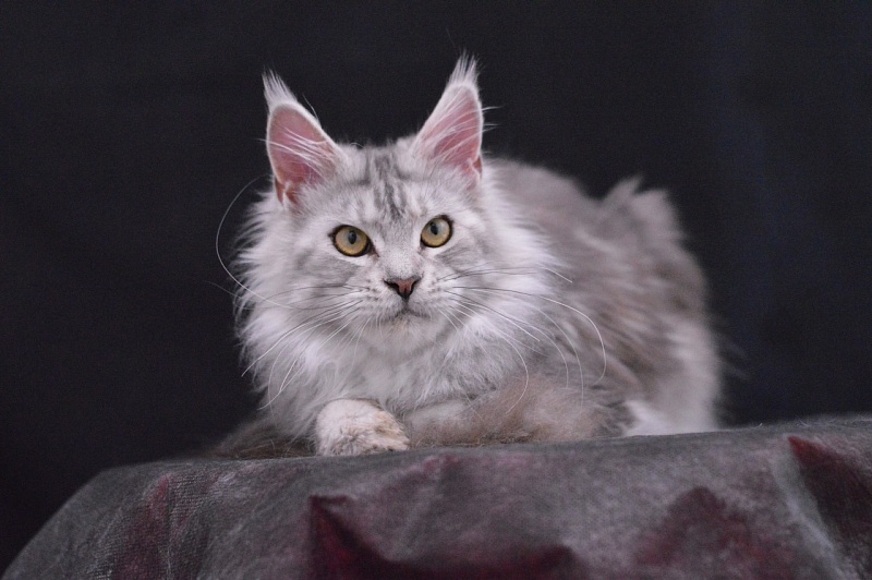 Queen Elizabeth Akbars - Adult maine-coon 2 years 2.5 weeks