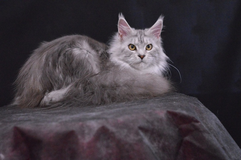 Queen Elizabeth Akbars - Adult maine-coon 2 years 2.5 weeks