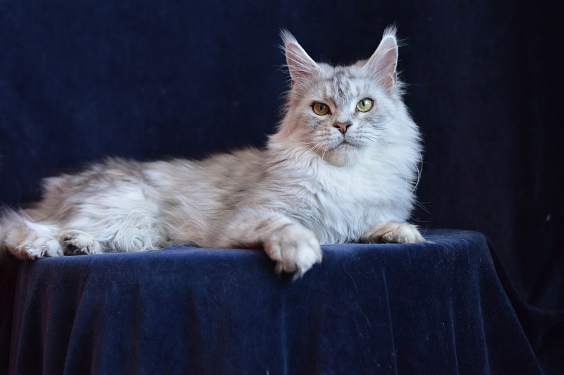 Queen Elizabeth Akbars - Adult maine-coon 2.5 years 1 week