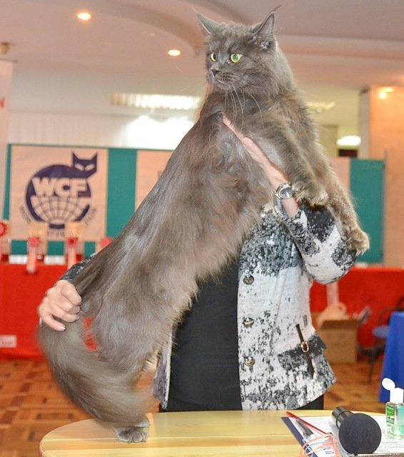 Shaggyray's Jessica - maine-coon