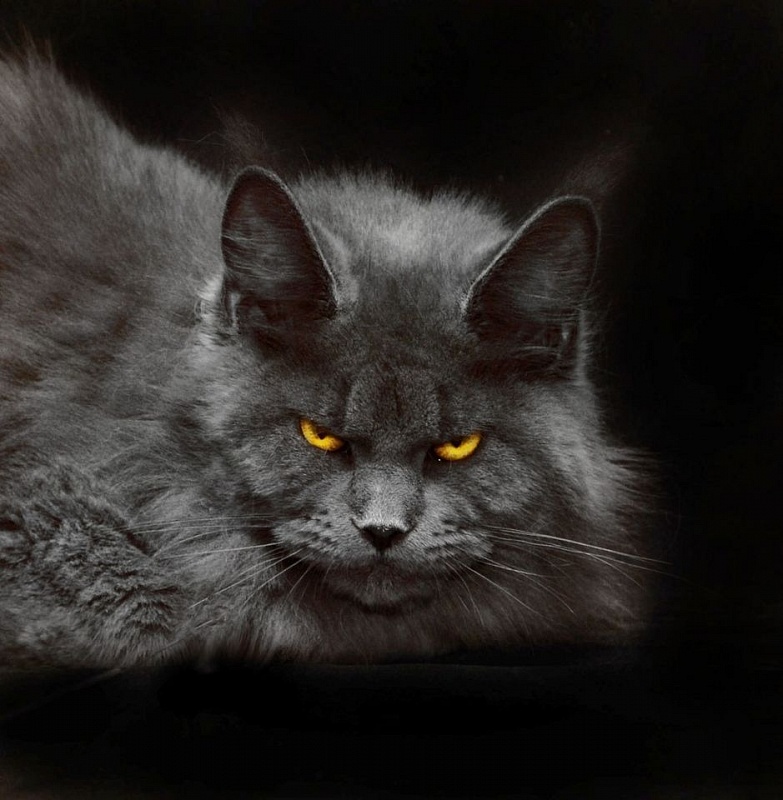 Valeri Bagira Akbars - Adult maine-coon 2 years 10 months 1 week