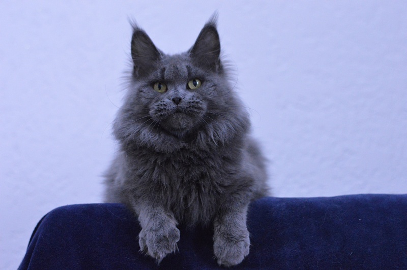 Valeri Bagira Akbars - Adult maine-coon 3 years 9 months 1 week