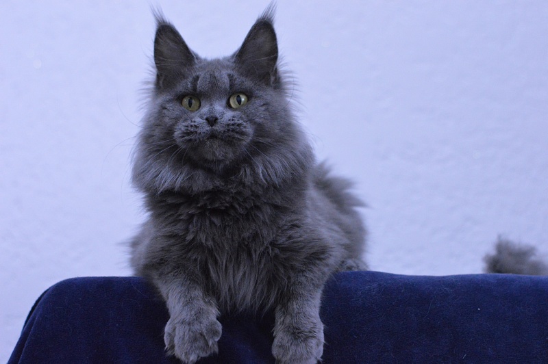 Valeri Bagira Akbars - Adult maine-coon 3 years 9 months 1 week