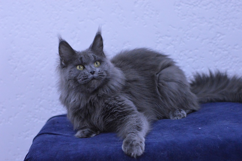 Valeri Bagira Akbars - Adult maine-coon 3 years 9 months 1 week