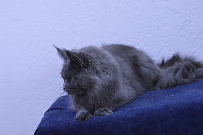 Valeri Bagira Akbars - Adult maine-coon 3 years 9 months 1 week