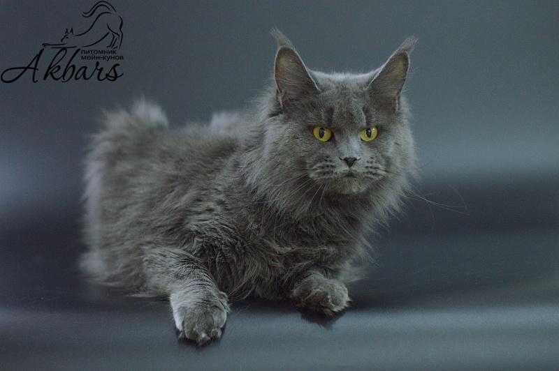 Valeri Bagira Akbars - Adult maine-coon 3 years 1 month 0.5 weeks