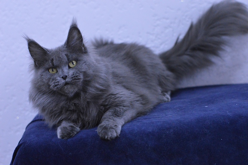 Valeri Bagira Akbars - Adult maine-coon 3 years 9 months 1 week