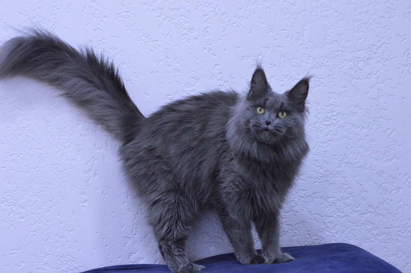 Valeri Bagira Akbars - Adult maine-coon 3 years 9 months 1 week
