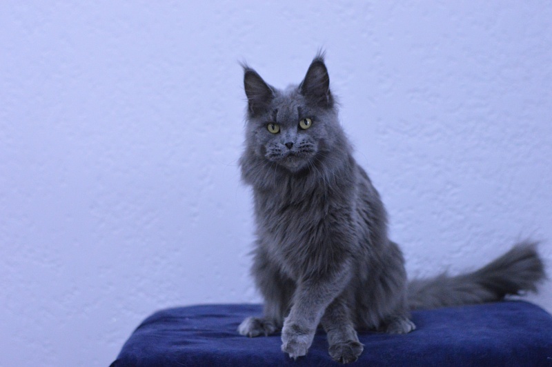 Valeri Bagira Akbars - Adult maine-coon 3 years 9 months 1 week
